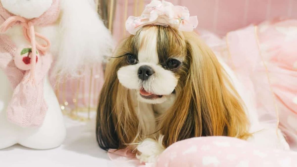 عجیب ترین حیوانات خانگی